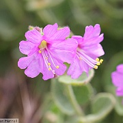 mirabilis laevis